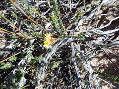 Aspalathus crassisepala