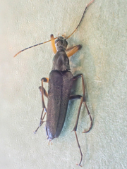 Cephaloon