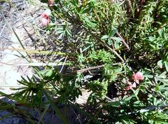 Indigofera verrucosa