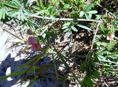 Indigofera verrucosa
