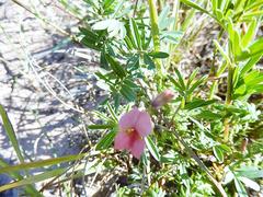 Indigofera verrucosa