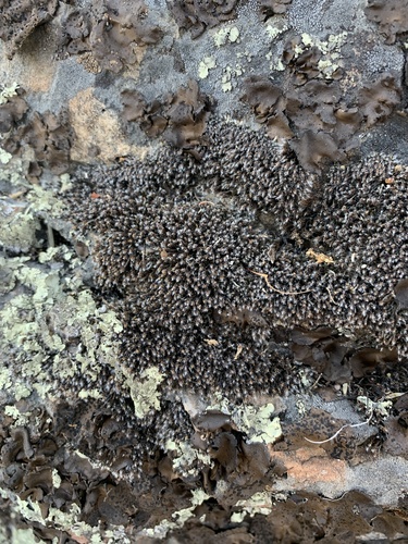 iNaturalist observation photo of Syntrichia