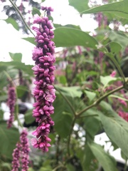 Persicaria