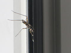 Hybobata fuelleborni