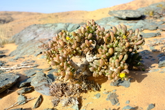 Crassothonna clavifolia