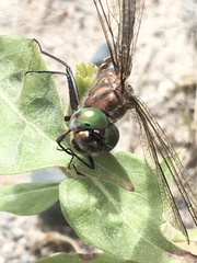 Somatochlora williamsoni