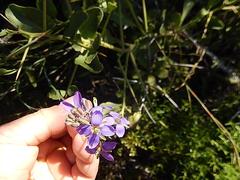 Heliophila linearis linearis