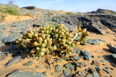 Crassothonna clavifolia