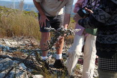 Amphithalea speciosa