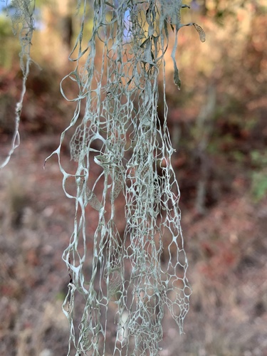 iNaturalist observation photo of lace lichen