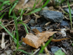 Lissotriton vulgaris