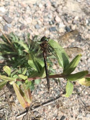 Somatochlora williamsoni