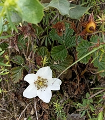 Rubus nepalensis