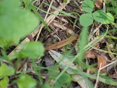 Lissotriton vulgaris