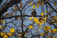 Zenaida auriculata