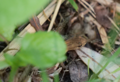 Lissotriton vulgaris