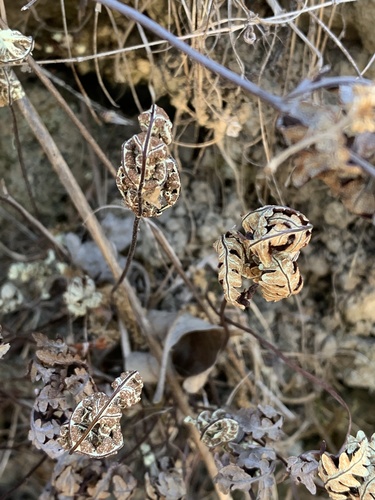iNaturalist observation photo of goldback fern