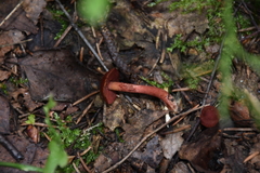 Cortinarius sanguineus