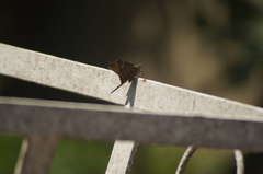 Spicauda teleus