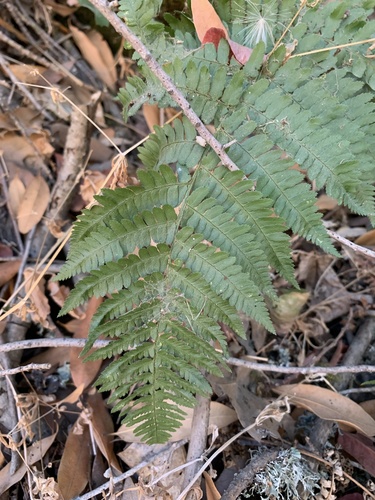 iNaturalist observation photo of wood ferns