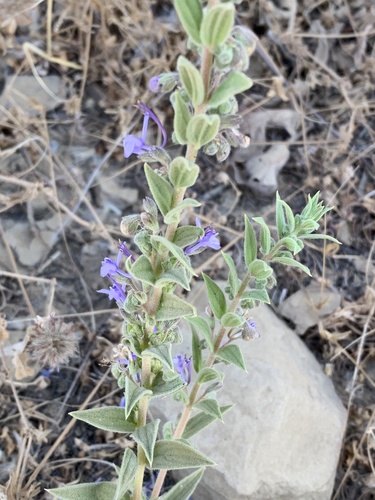 iNaturalist observation photo of Vinegar Weed
