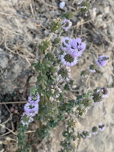 iNaturalist observation photo of Pennyroyal