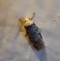 Endrosis sarcitrella