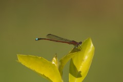 Oxyagrion