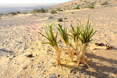 Chlorophytum viscosum