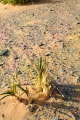 Chlorophytum viscosum