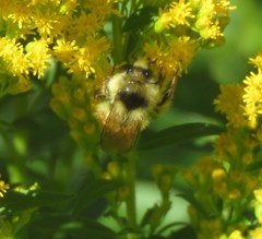 Bombus vancouverensis