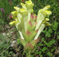 Scutellaria caucasica
