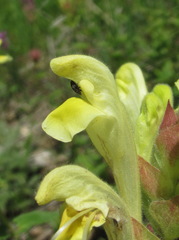 Scutellaria caucasica