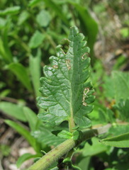 Scutellaria caucasica