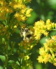 Bombus vancouverensis