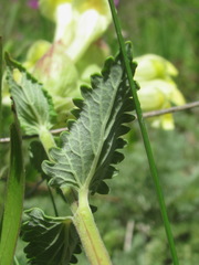 Scutellaria caucasica