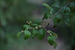 Ziziphus mauritiana