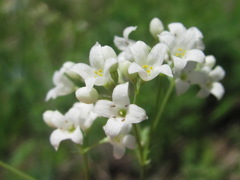 Galium xeroticum