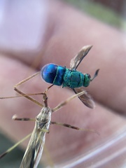 Chrysis angolensis