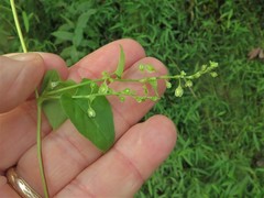 Fallopia cristata