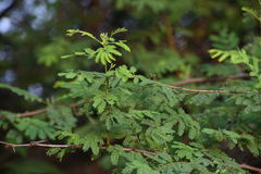 Vachellia nilotica