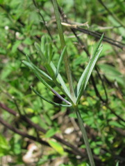 Galium xeroticum