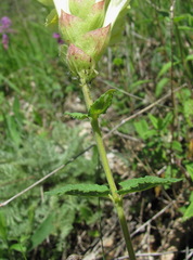 Scutellaria caucasica