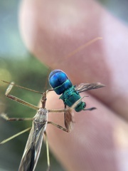 Chrysis angolensis