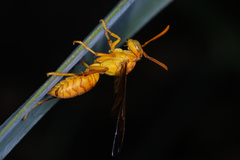 Polistes wattii