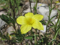 Linum mucronatum armenum