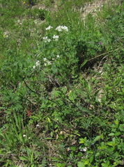 Galium xeroticum