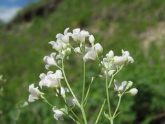 Galium xeroticum