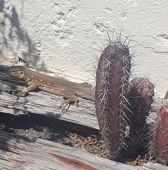 Cnemidophorus murinus