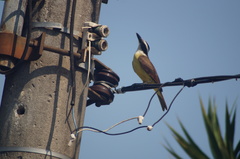 Pitangus sulphuratus